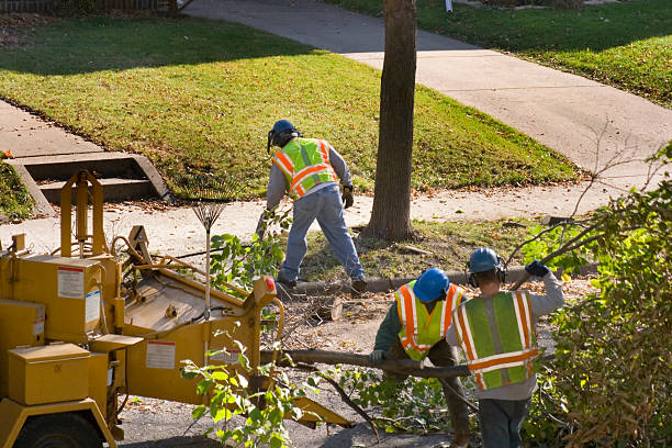 Best Tree Health Inspection  in Waipio, HI